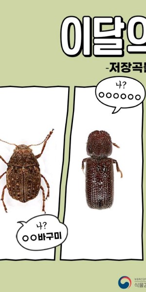 �̴��� ����_����������